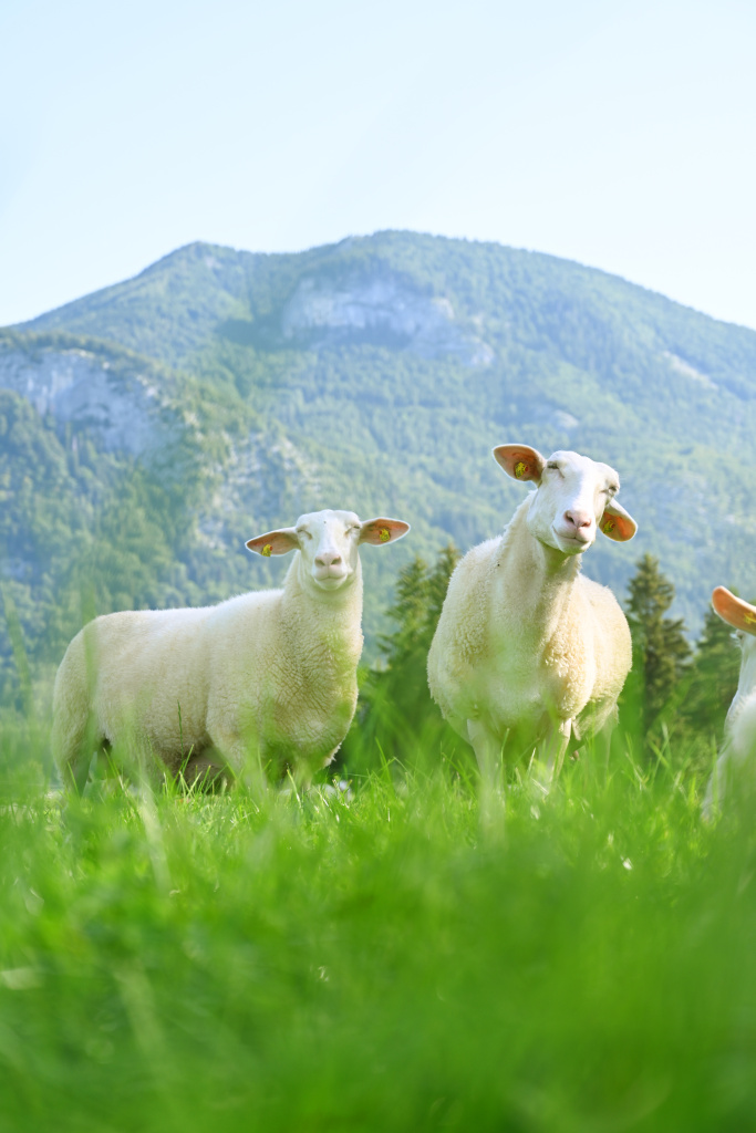 Blick in den Bio-Hofladen WOLKE7 mit regionalen Schafmilch-Spezialitäten von Seegut Eisl