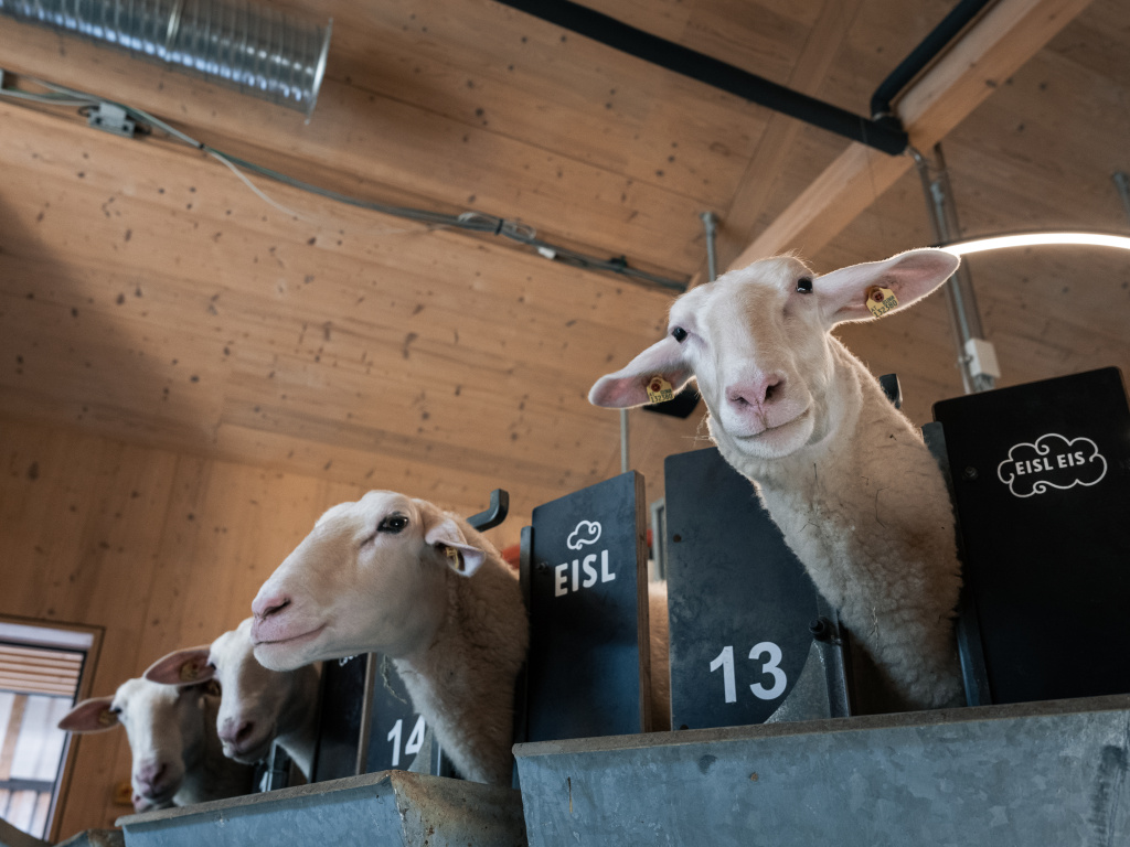 Schafe beim Melken im modernen Melk-Karussell am Bio-Bauernhof
